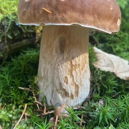 Sorapiss * Lorenzago Di Cadore