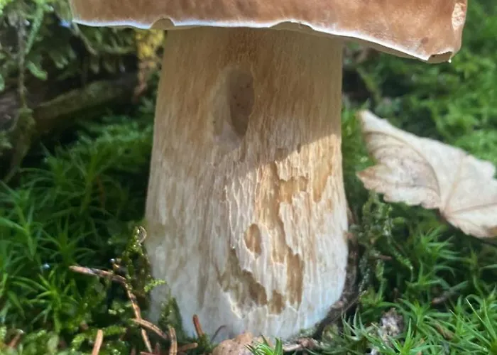 Sorapiss * Lorenzago di Cadore